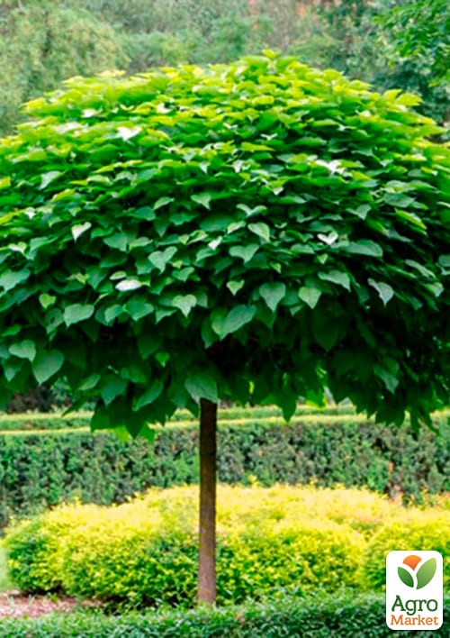 Катальпа обыкновенная - фото 2