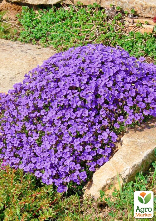 Обрієта "Blue Cascade" (контейнер Р9)  - фото 2