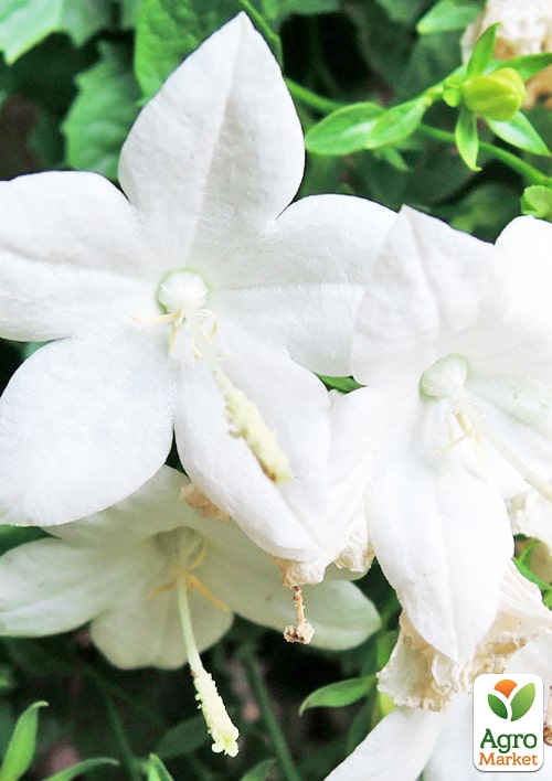 Кампанула квітуча "Isophylla Atlanta White" (Нідерланди) - фото 7