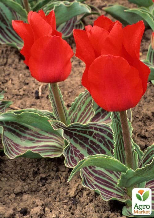 Тюльпан "Red Riding Hood" (розмір 11/12, великий) 3шт в упаковці
