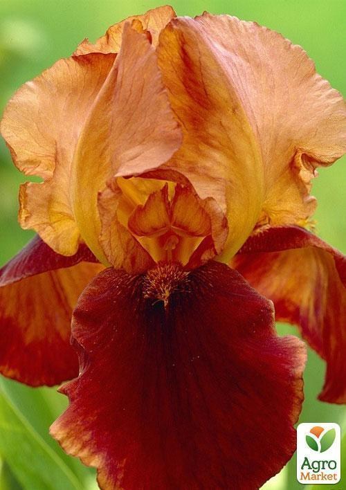 Ирис бородатый крупноцветковый "Natchez Trace"  1шт в упаковке