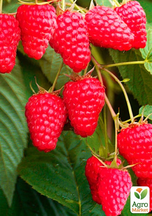 Малина "Вилламетте" (Willamette) (ранний срок созревания, сорт хорошо устойчив к болезням) - фото 2