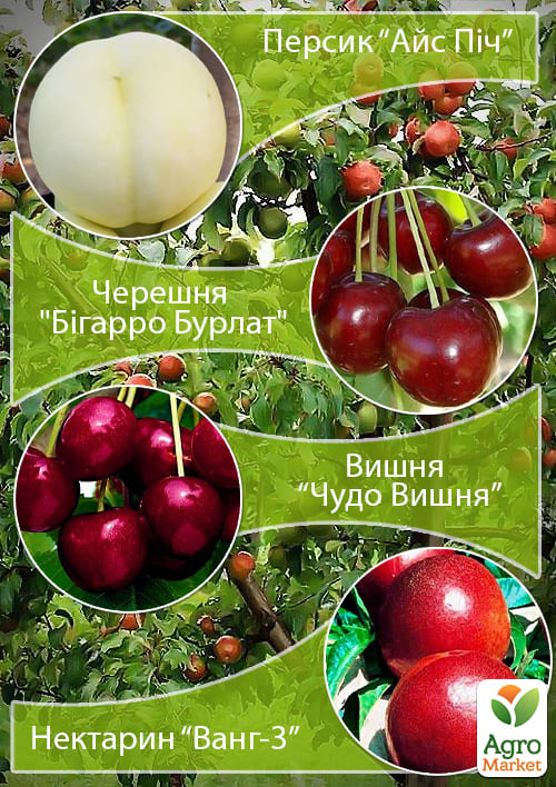 Дерево-сад "Мультифрукт" Персик1+Черешня+Вишня+Персик2