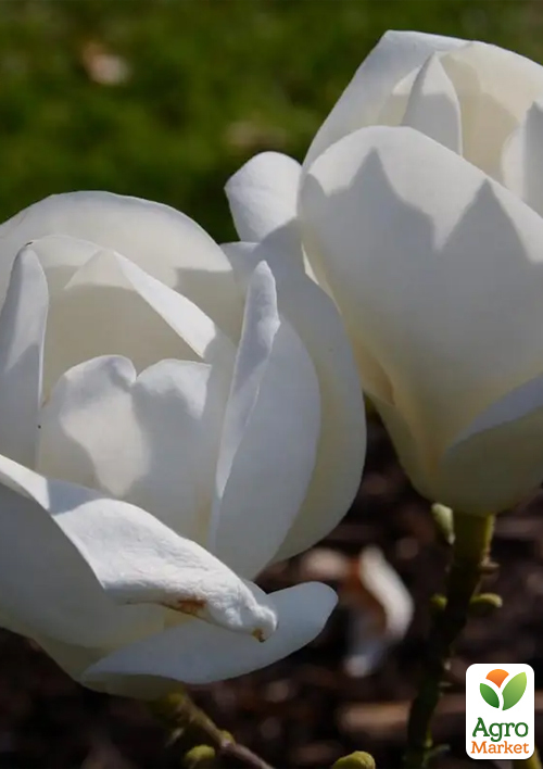 Магнолия 2-х летняя гибридная "Lennei Alba" (высота 30-40см) - фото 4