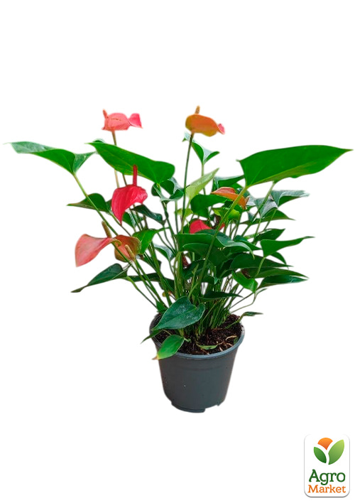 Антуриум (Anthurium) "Romantico" (высота 40-50см)