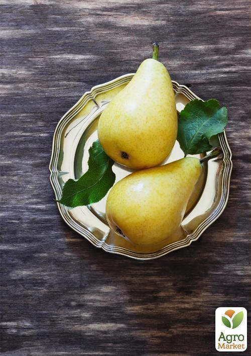 Груша "Великоплідна" (осінній сорт, середній термін дозрівання) - фото 4