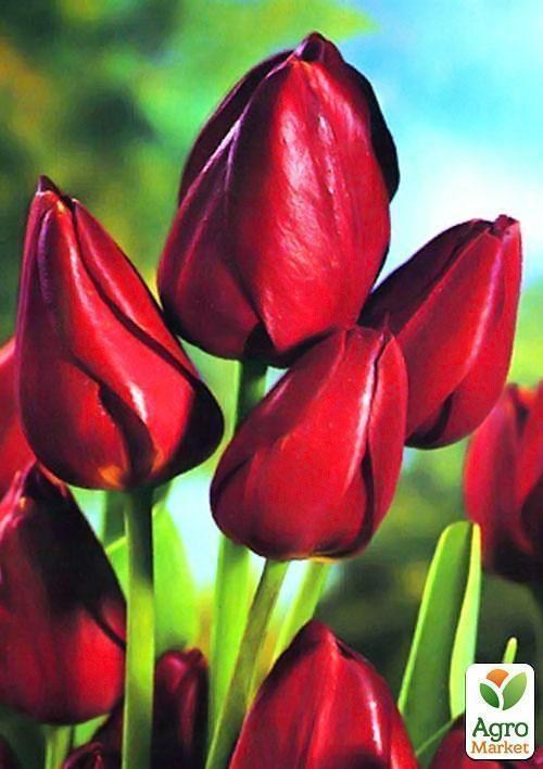 Тюльпан "Wallflower" (размер 11/12 , крупный) 3шт в упаковке