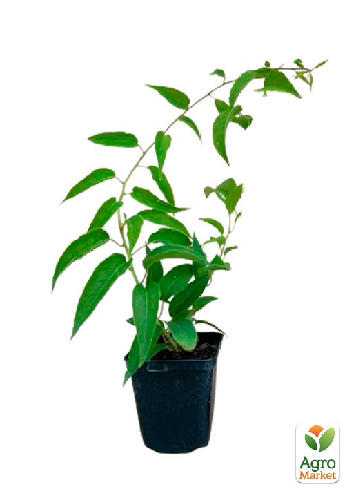 Актинідія "Сентябрська" (міні-ківі, морозостійкий сорт, пізній термін дозрівання) - фото 8