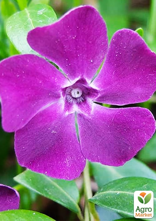 Барвінок малий "Atropurpurea" вазон С3