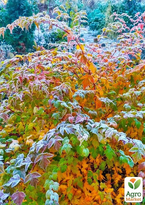 Стефанандра 3-х летняя "Tanakae" С5, высота 30-40см