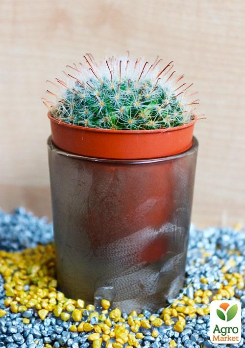 Кактус "Маммиллярия" (Mammillaria perbella) (Нидерланды)