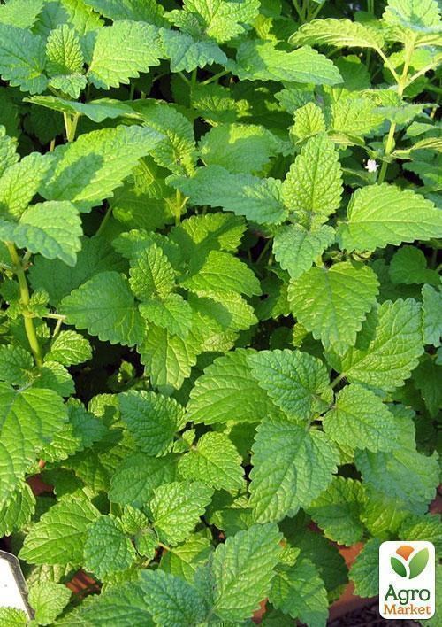 Мелісса, трава 100г