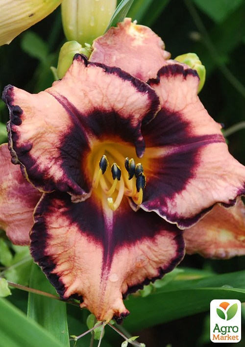 Лілійник "Adamas"