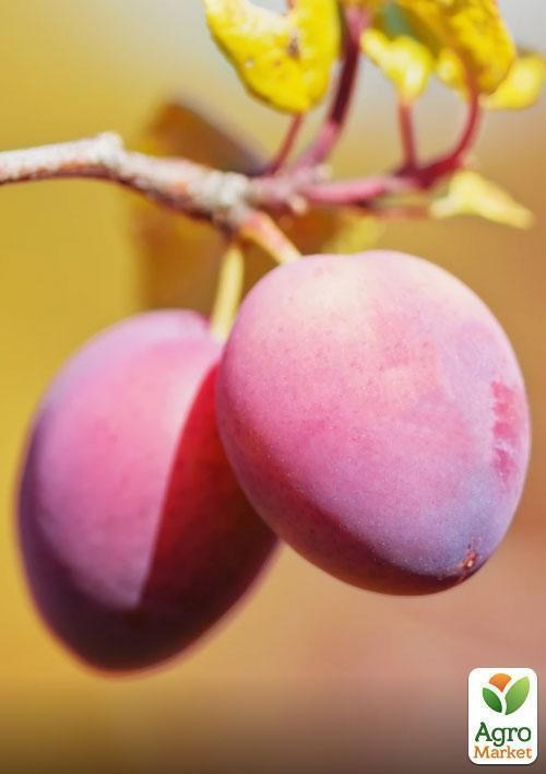 Слива "Калифорния Блю" - фото 2