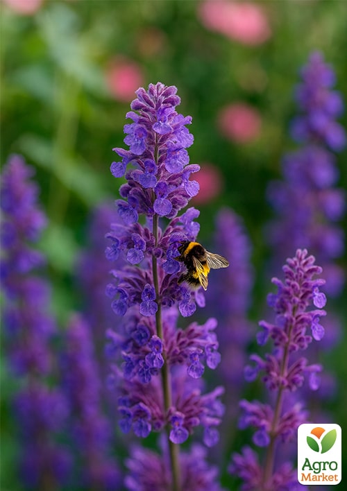 Котовник "Six Hills Giant"(Кошачья мята, непета)