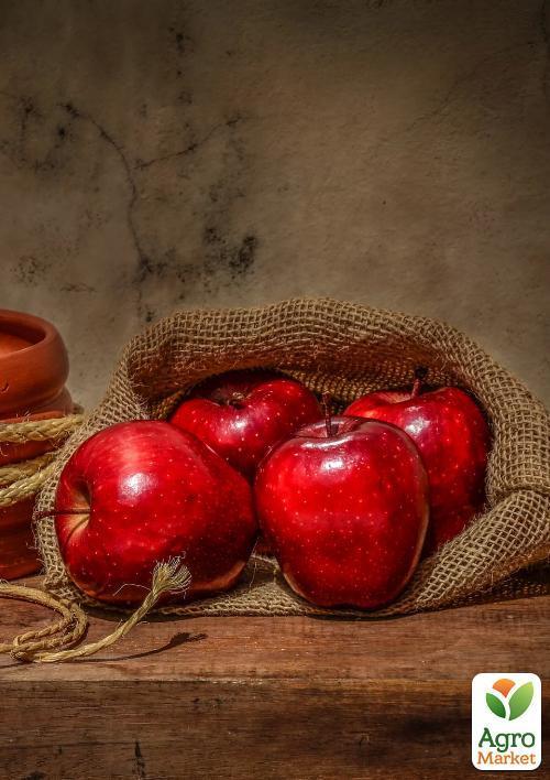 Яблуня "Ріхард" (зимовий сорт, пізній термін дозрівання) - фото 5