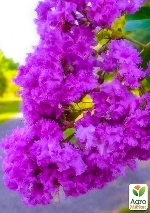 Лагерстремія (індійський бузок) "CATAWBA"