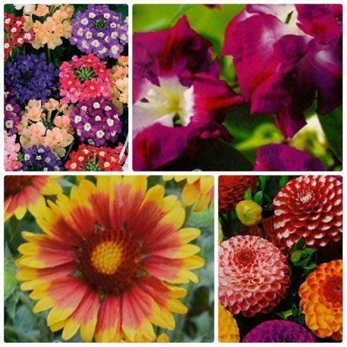 Комплект семян цветов "Беззвучный голос" 5уп