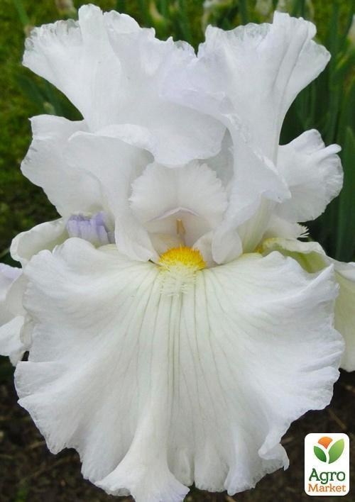 Ирис бородатый крупноцветковый "Porcelian Angel"  1шт в упаковке