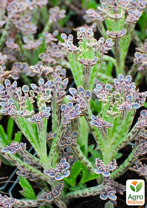 Каланхоэ Трубкоцветное - фото 5