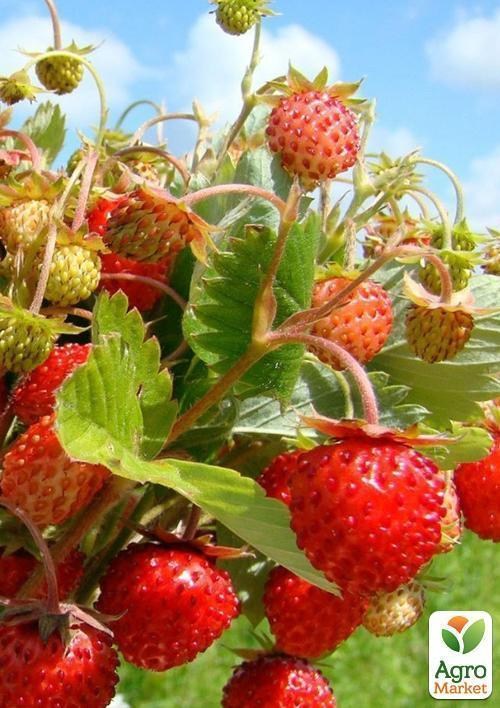 Земклубника "Пенелопа" 5шт (среднеранний срок созревания) - фото 4