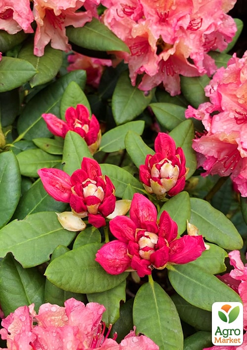 Рододендрон гибридный вечнозеленый "Emanuella"  - фото 6