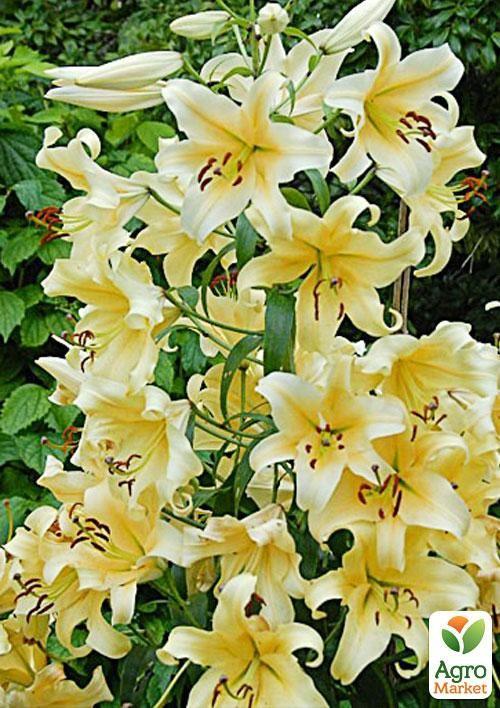 Лілія Гігант "Honeymoon" 1шт в упаковці - фото 4