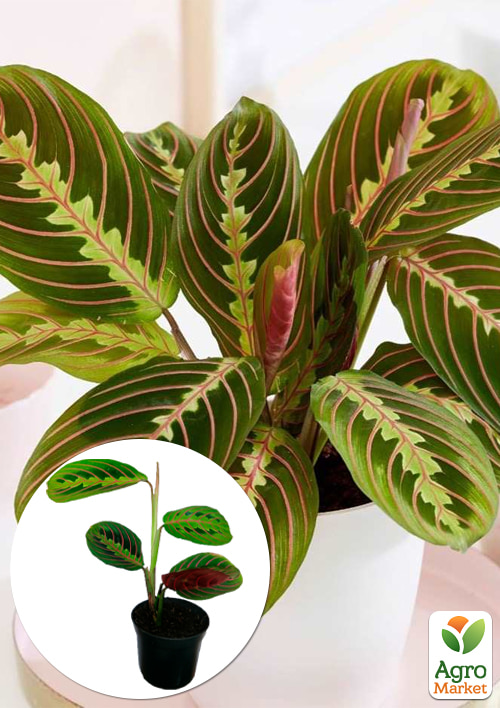 Маранта "Fascinator"