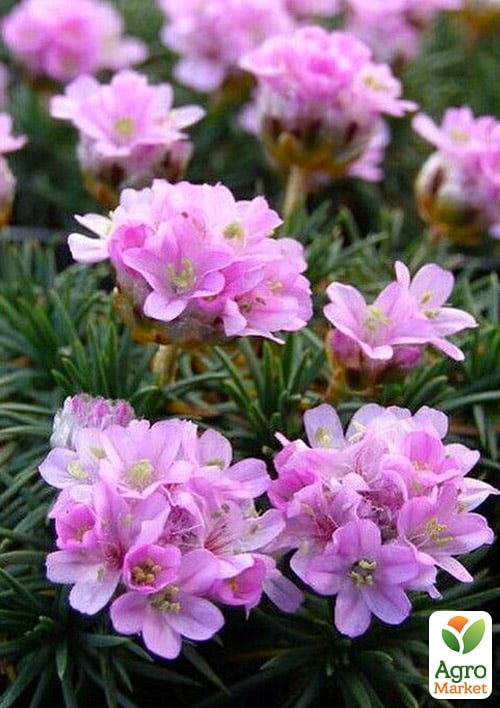 Армерія ялівцеволиста "New Zealand Form" - фото 2