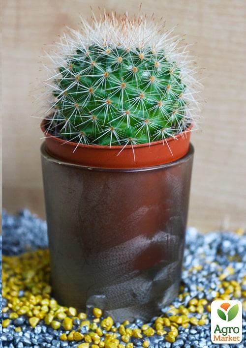 Кактус "Маммиллярия" (Mammillaria) (Нидерланды)