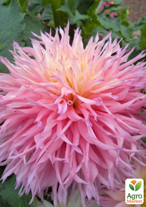 Жоржина "Nadia Ruth"