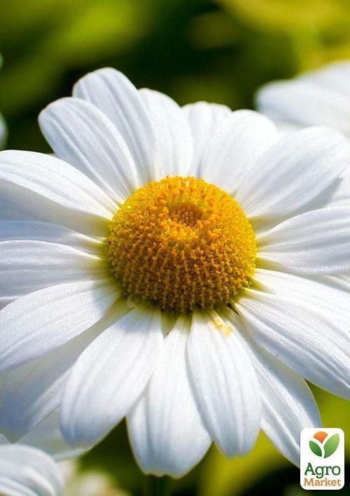 Ромашка "Біла" (Зипер) ТМ "Весна" 2г - фото 3