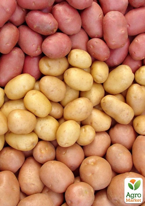 Картопля посадкова МІКС СОРТІВ, вага 5кг