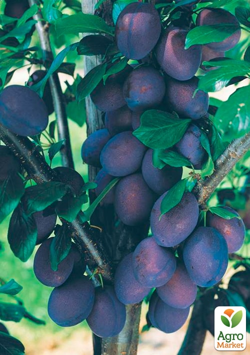 Слива колоновидная "Кромань"