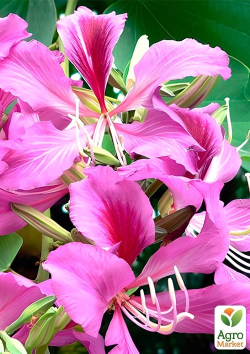 Баухінія "Орхідейне дерево" ТМ "Vesna Exclusive" 3шт