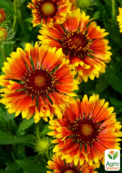 Гайлардія багаторічна великоквіткова Spintop "Orange Halo" (вазон Р9)