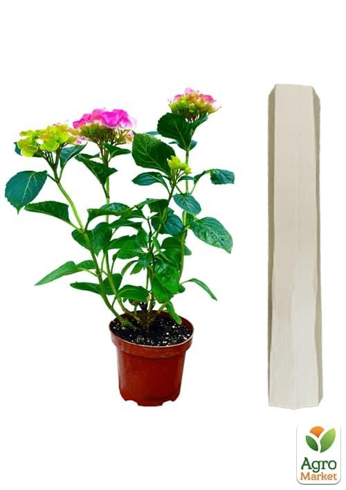 Гортензия крупнолистная 3-х летняя "Schneeball" - фото 4