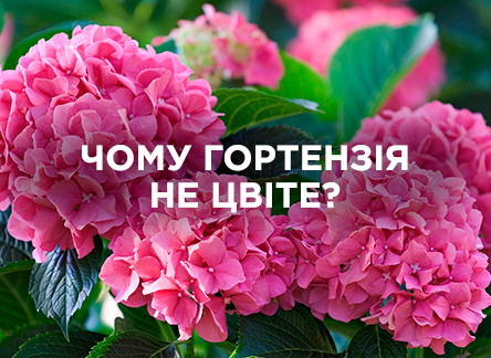 Відсутність цвітіння у гортензії: причини та поради