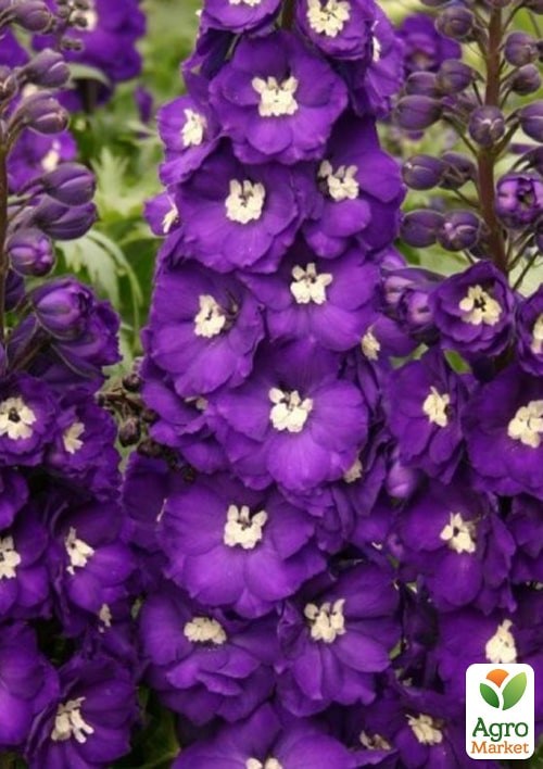 Дельфініум "Новозеландський гігант нічка" ТМ "Vesna Exclusive" 3шт