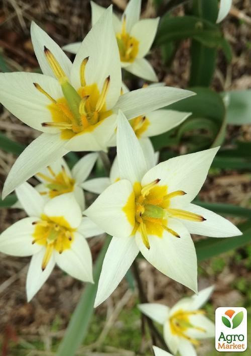 Тюльпан "Turkestanica" 5шт в упаковці