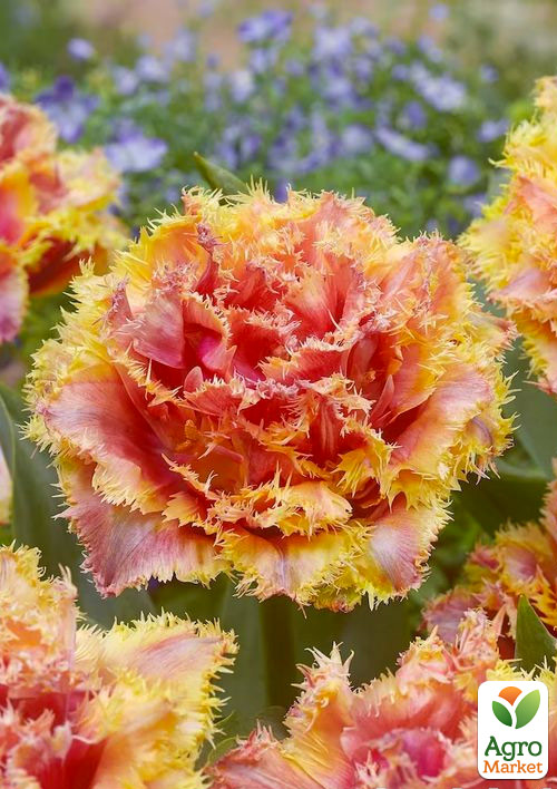 Тюльпан "Brisbane" - фото 4