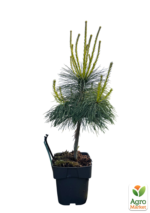 LMTD Сосна Веймутова "Strobus" (висота 30-50см) - фото 6