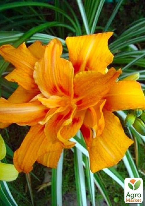 Лілійник "Fulva Kwanso Variegate" 1шт в упаковці