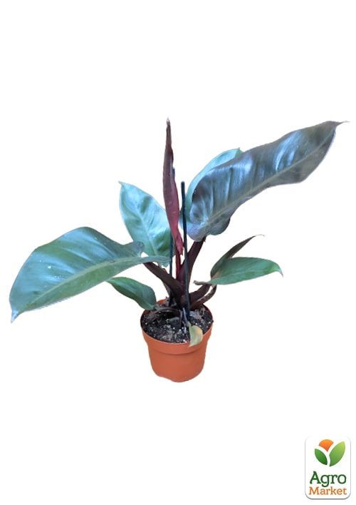 LMTD Філодендрон "BLACK CARDINAL" висота 30-40см - фото 7