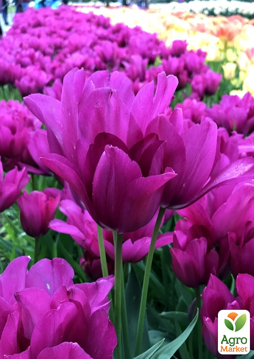 Тюльпан "Night Club" (многоцветковый)  - фото 4