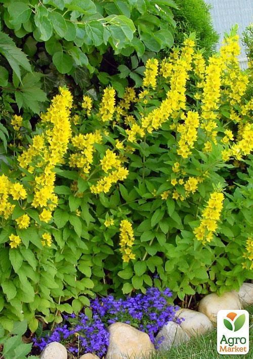 Вербейник точечный - фото 3