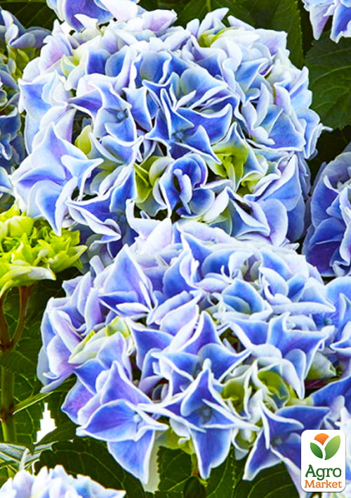 LMTD Гортензия крупнолистная цветущая 3-х летняя "Saxon Candy Heart Blue" (30-40см)