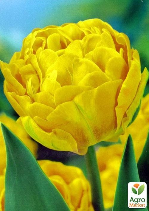 Тюльпан "Monte Carlo" 3шт в упаковці