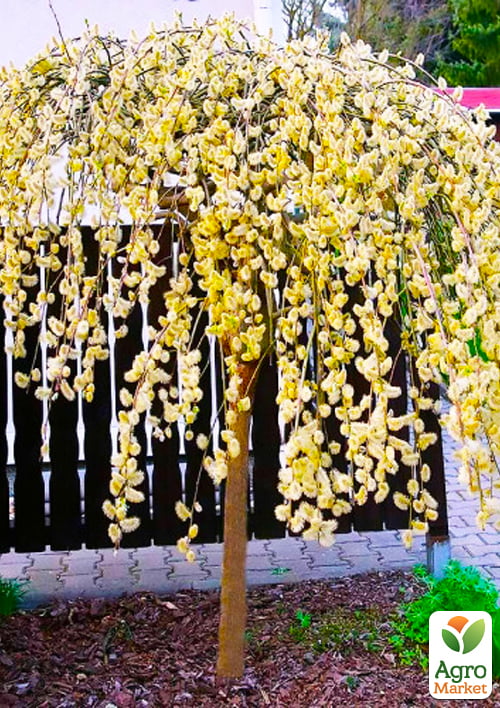 LMTD Верба 2-х річна "Kilmarnock" (60-80см) - фото 6