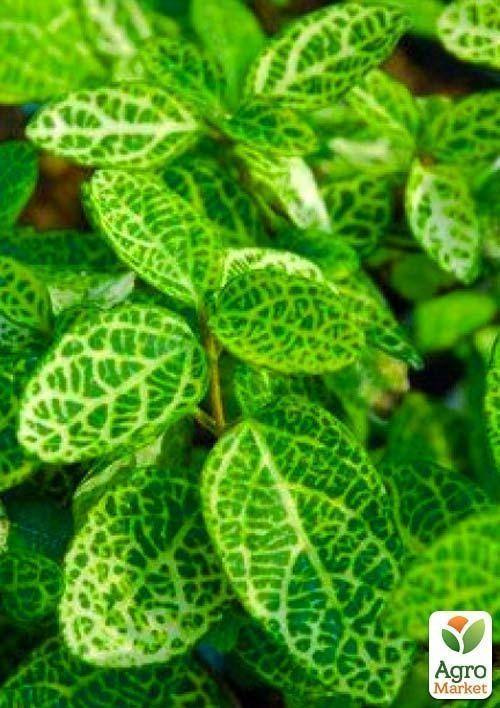 Жимолость "Aureoreticulata Japonica" (Декоративна, плетиста) (контейнер Р9) - фото 3